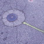 utility locating services